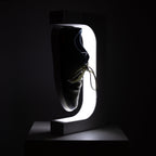 Lampada da Scarpe Fluttuante