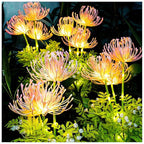 Fiori Fatati per Esterni