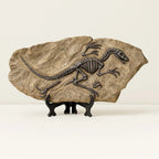 Scheletro di Dinosauro in Pietra - Serie Arte Fossile
