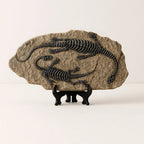 Scheletro di Dinosauro in Pietra - Serie Arte Fossile