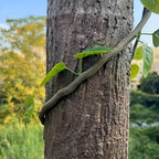 Tappeto in plastica effetto corteccia – Aspetto realistico della corteccia degli alberi per interni ed esterni